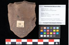 Foto (Objekt + Etikett) von Xylomites daphnes Ettingshausen (NHMW-GEO-2024-0188-0061)